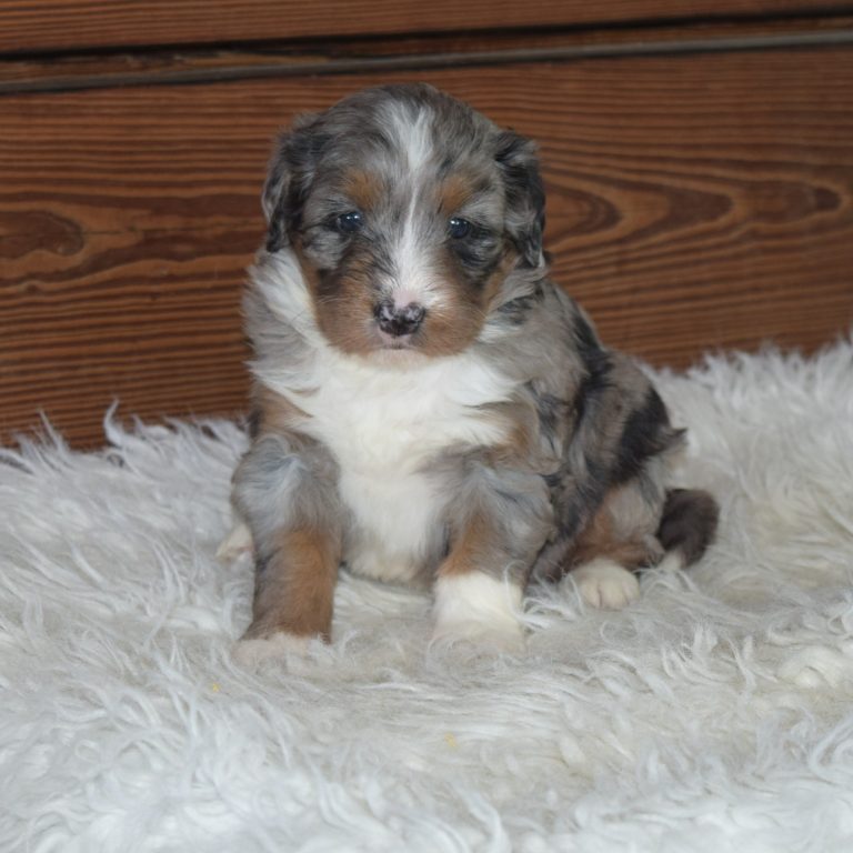 F1 blUE MERLE tri-color mini Bernedoodle female. Health tested, genetic clear, OFA Tested.