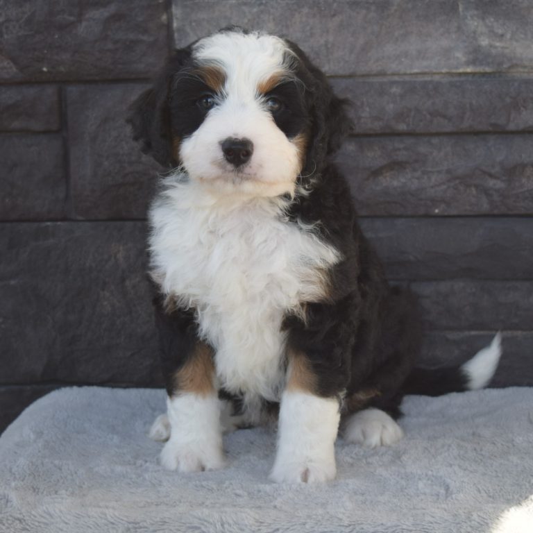 F1 black tri-color mini Bernedoodle female. Health tested, genetic clear, OFA Tested.