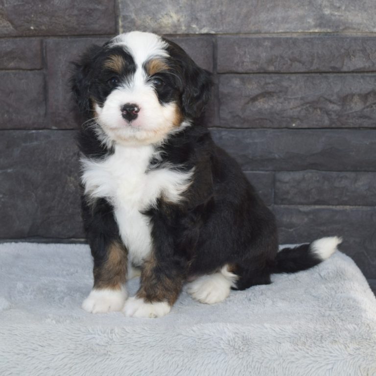 F1 black tri-color mini Bernedoodle female. Health tested, genetic clear, OFA Tested.