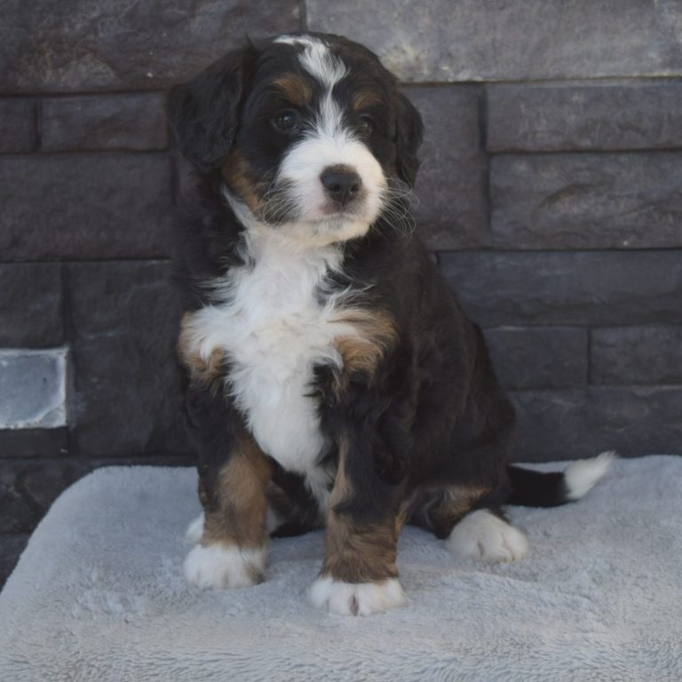 F1 black tri-color mini Bernedoodle female. Health tested, genetic clear, OFA Tested.