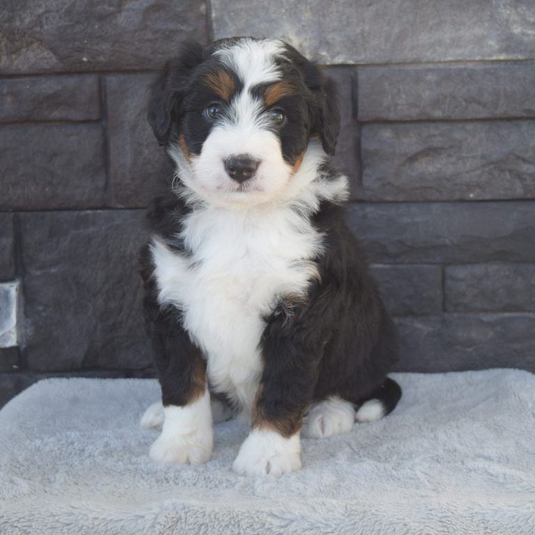 F1 black tri-color mini Bernedoodle female. Health tested, genetic clear, OFA Tested.