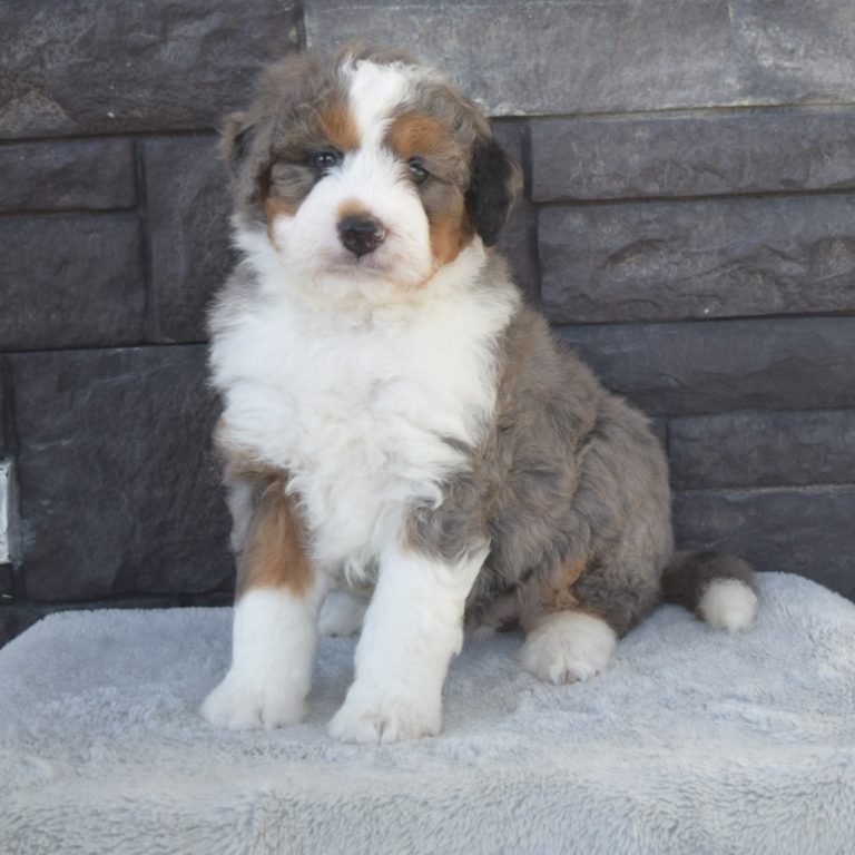 F1 blue merle tri-color mini Bernedoodle female. Health tested, genetic clear, OFA Tested.