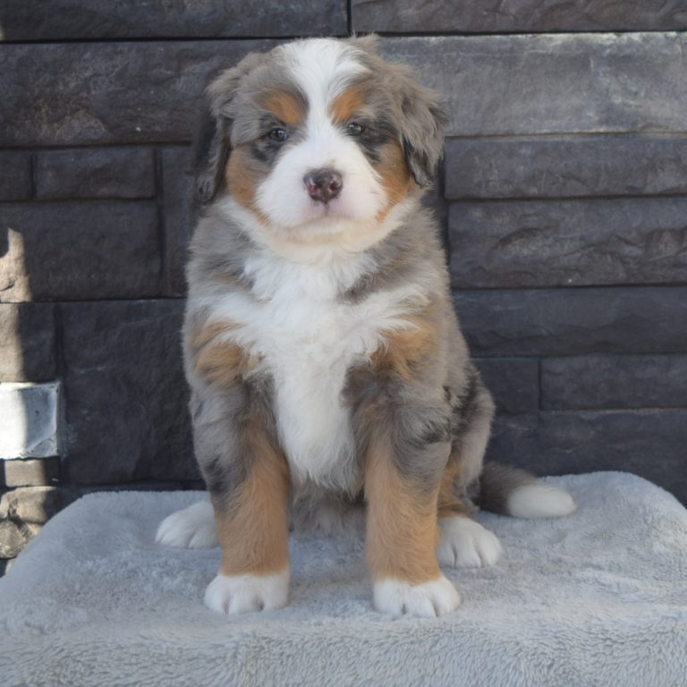F1 blue merle tri-color mini Bernedoodle female. Health tested, genetic clear, OFA Tested.