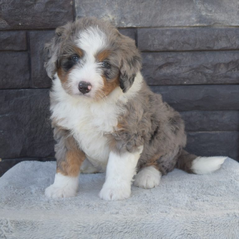 F1 blue merle tri-color mini Bernedoodle female. Health tested, genetic clear, OFA Tested.