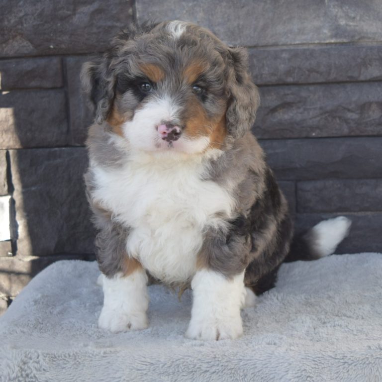 F1 blue merle tri-color mini Bernedoodle male. Health tested, genetic clear, OFA Tested.
