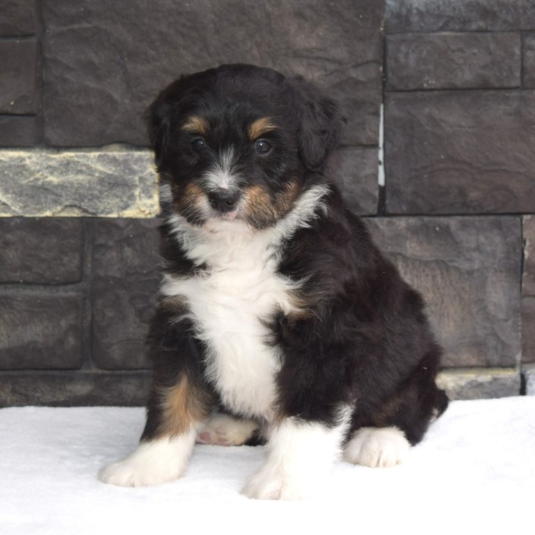 F1 black tri-color mini Bernedoodle female. Health tested, genetic clear, OFA Tested.