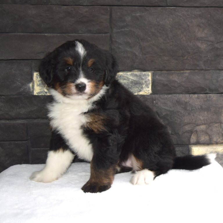 F1 black tri-color mini Bernedoodle female. Health tested, genetic clear, OFA Tested.