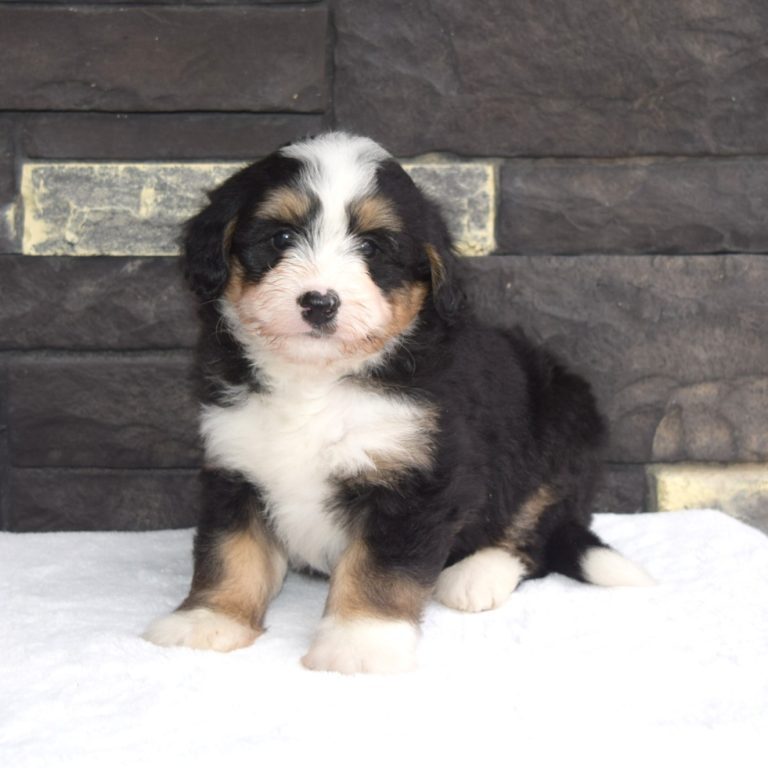 F1 black tri-color mini Bernedoodle female. Health tested, genetic clear, OFA Tested.