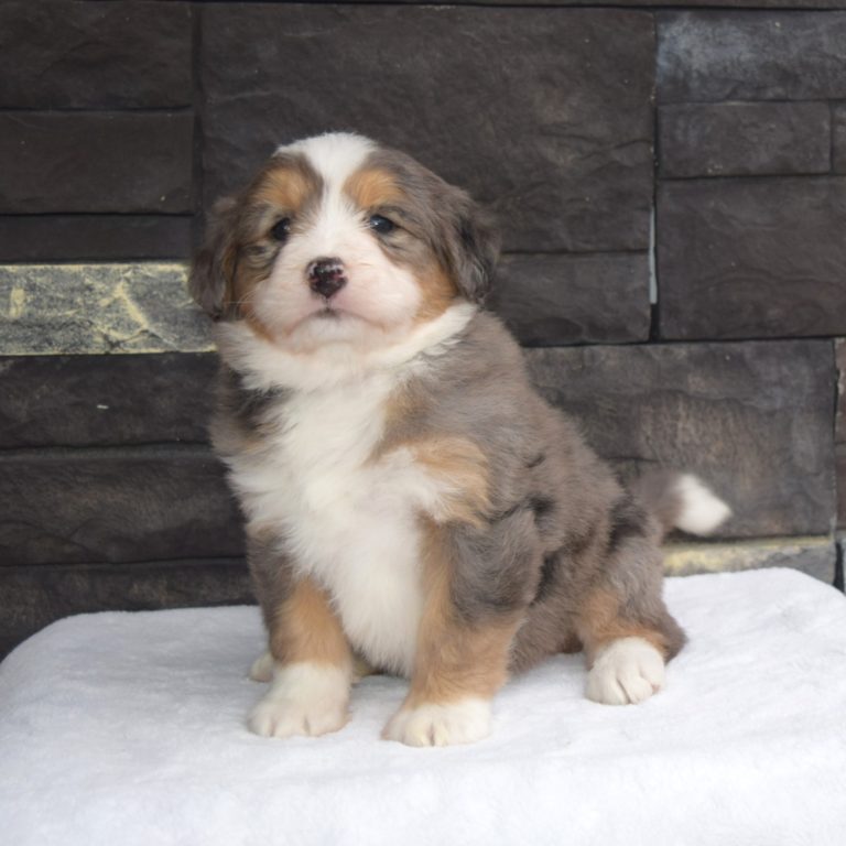 Gianna is our blue merle tri-color F1 Miniature Bernedoodle female.