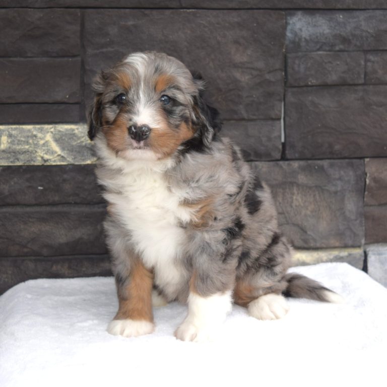 Gianna is our blue merle tri-color F1 Miniature Bernedoodle female.