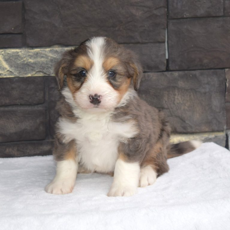 Milo is our blue merle tri-color F1 Miniature Bernedoodle male.