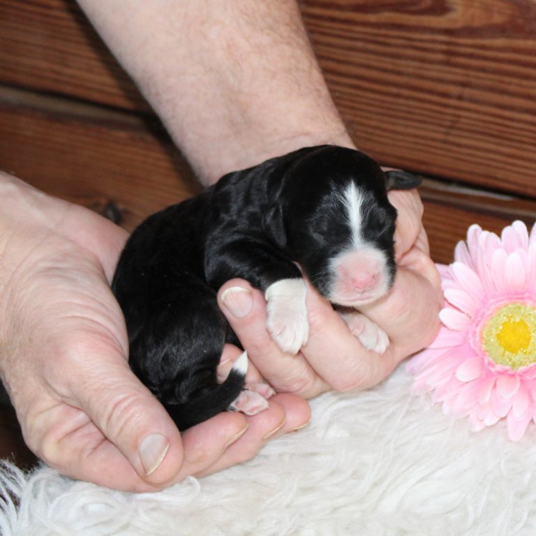 F1 black tri-color standard Bernedoodle female