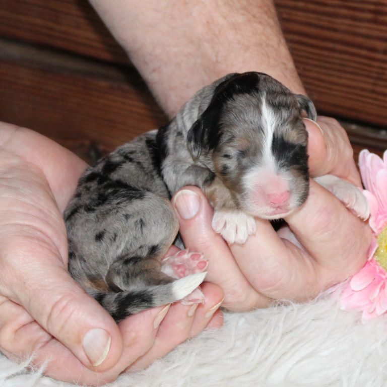 F1 blue merle tri-color standard Bernedoodle female