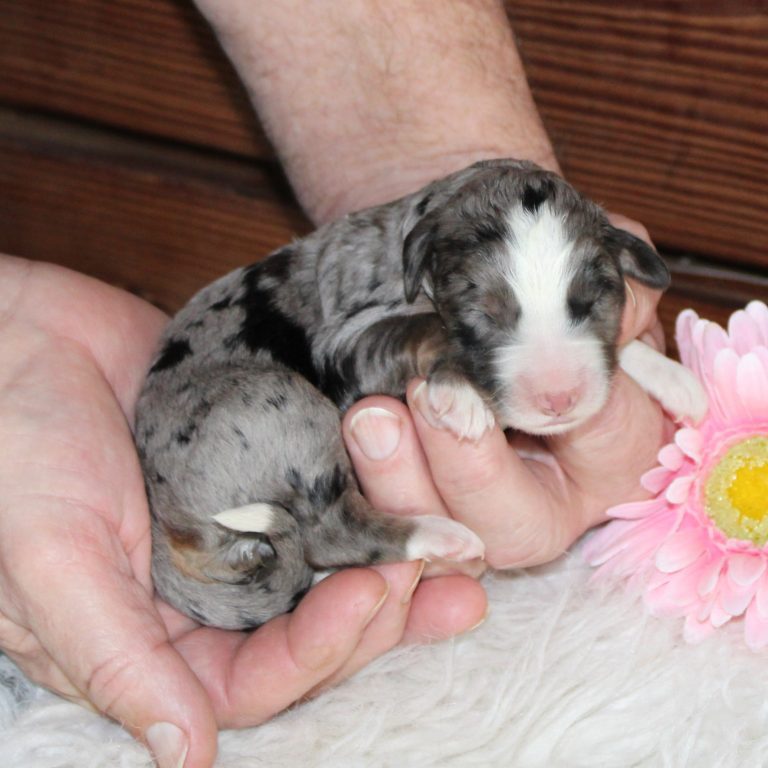 F1 blue merle tri-color standard Bernedoodle female