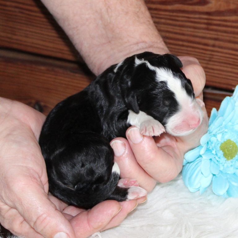 F1 black tri-color standard Bernedoodle male