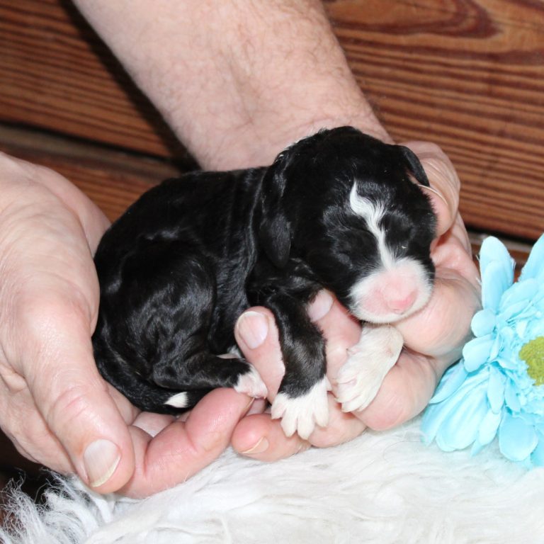 F1 black tri-color standard Bernedoodle male