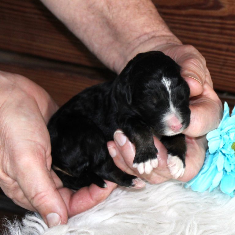 F1 black tri-color standard Bernedoodle male
