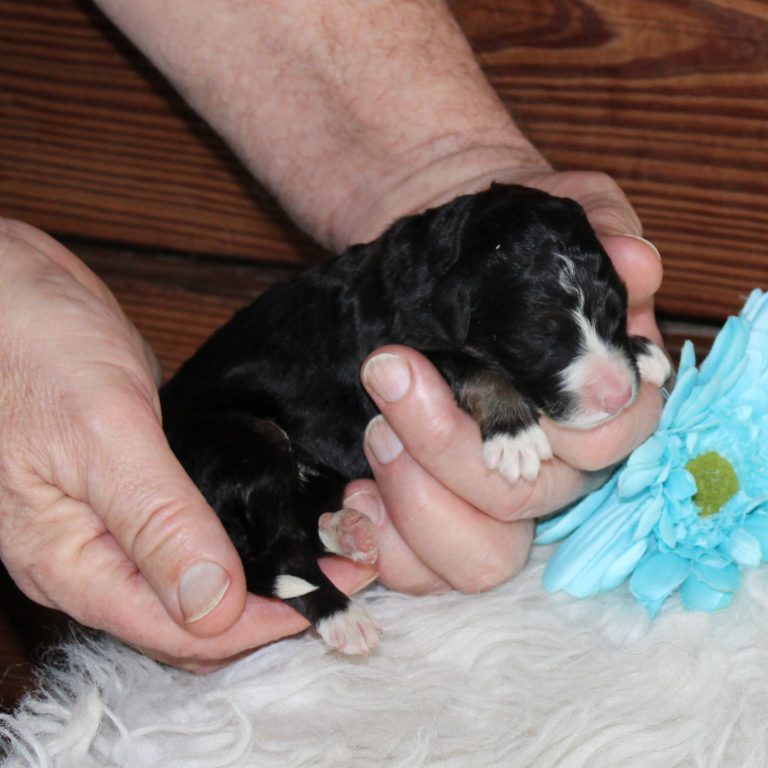F1 black tri-color standard Bernedoodle male