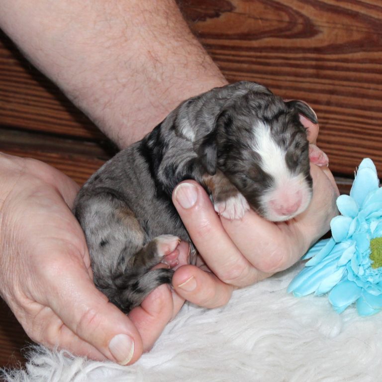 F1 Standard blue merle Bernedoodle male