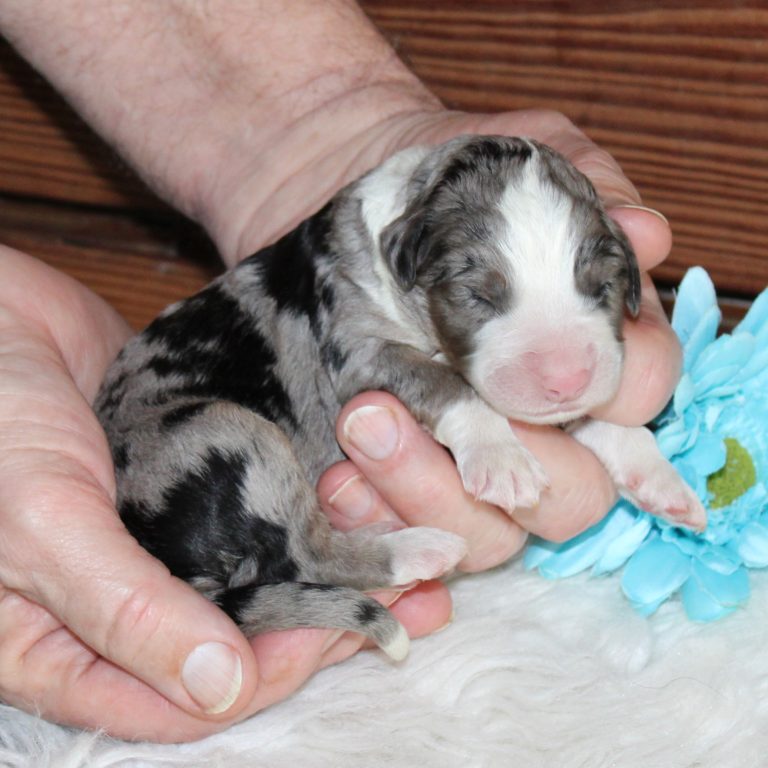 F1 Standard blue merle Bernedoodle male