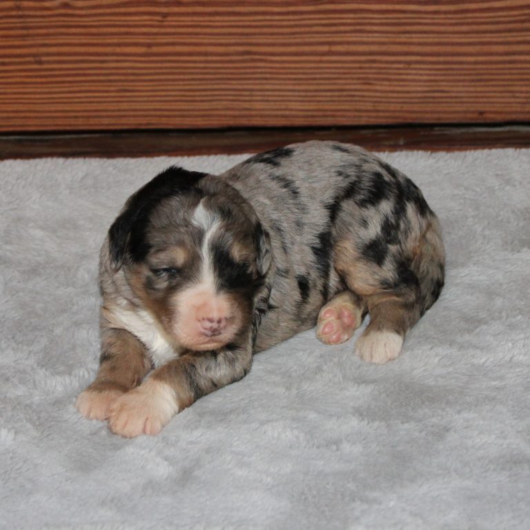 F1 blue merle tri-color standard Bernedoodle female