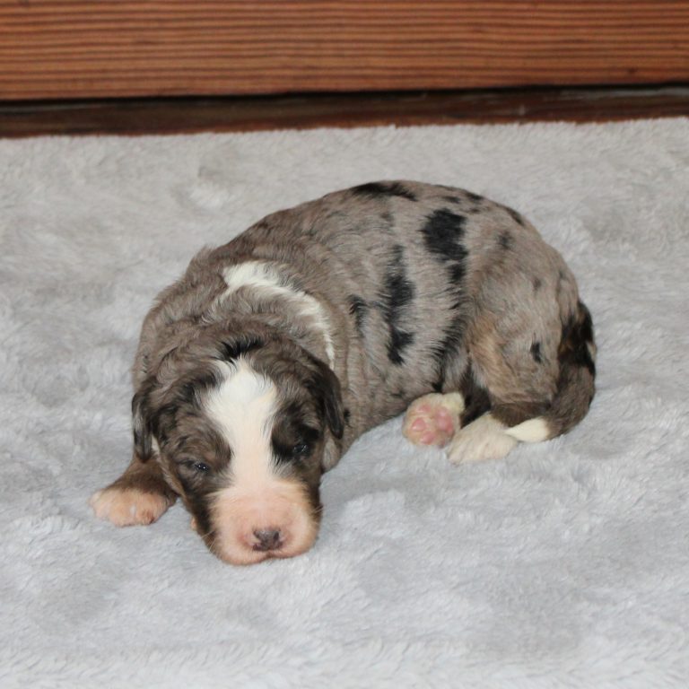 F1 blue merle tri-color standard Bernedoodle female