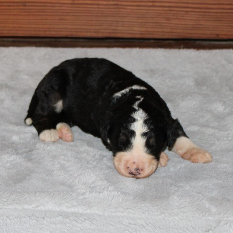 F1 black tri-color standard Bernedoodle male