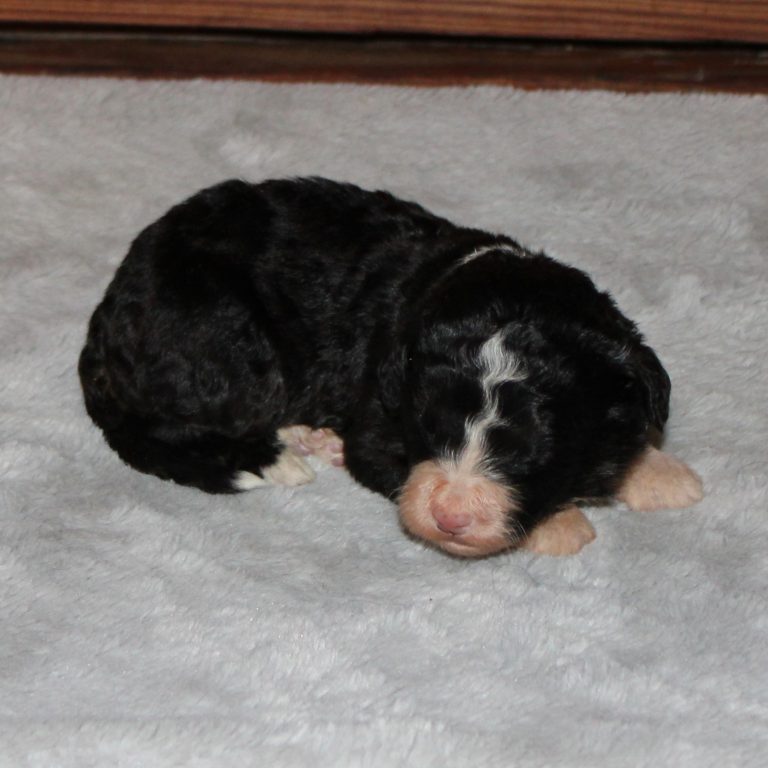 F1 black tri-color standard Bernedoodle male