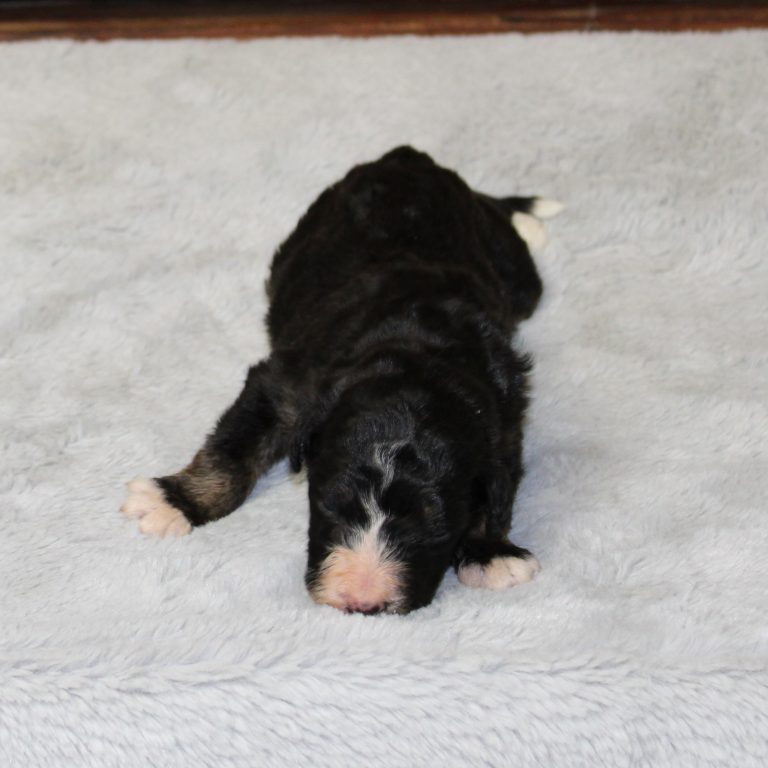 F1 black tri-color standard Bernedoodle male