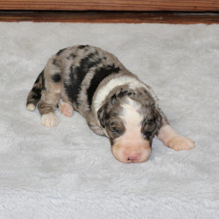 F1 Standard blue merle Bernedoodle male