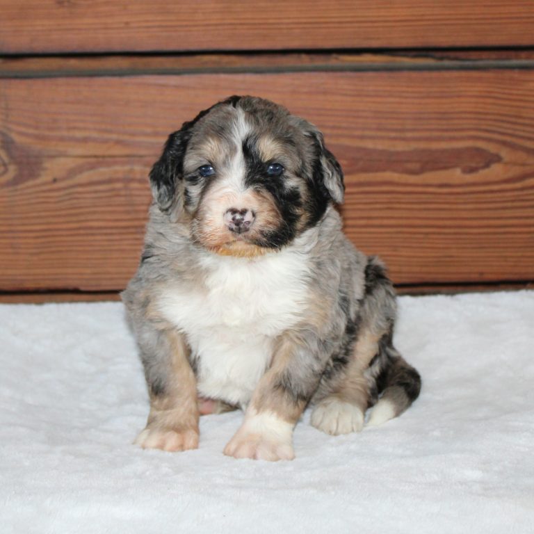 F1 blue merle tri-color standard Bernedoodle female