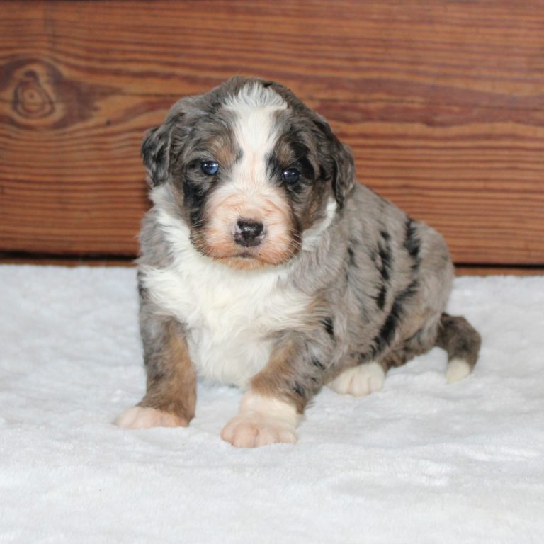 F1 blue merle tri-color standard Bernedoodle female