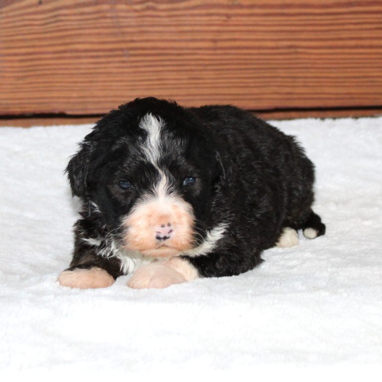 F1 black tri-color standard Bernedoodle male
