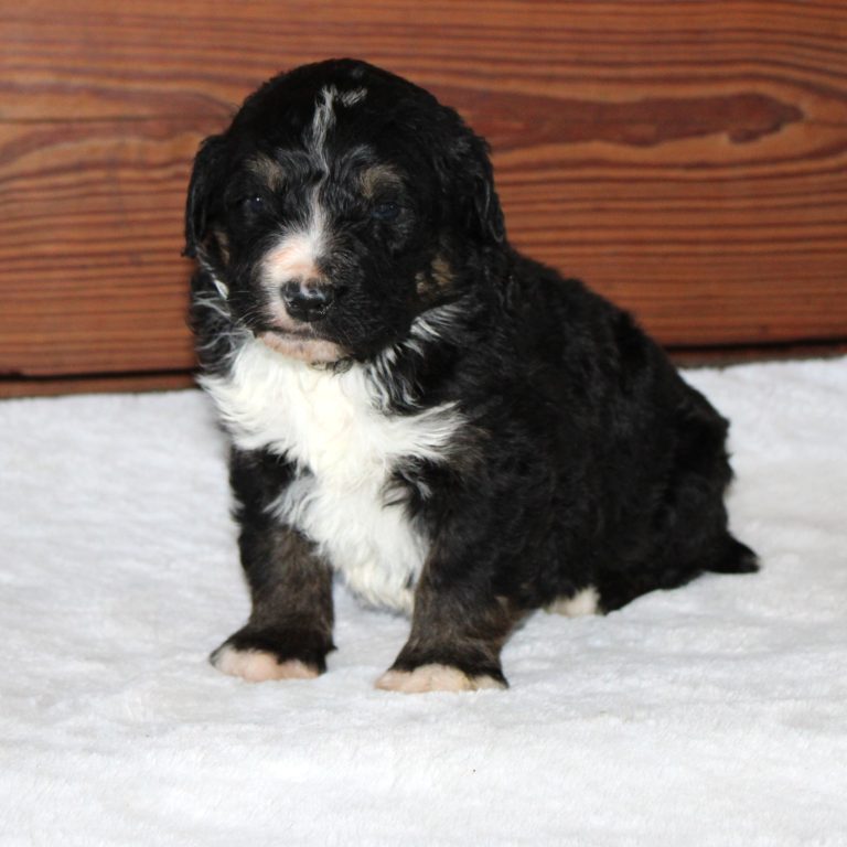 F1 black tri-color standard Bernedoodle male