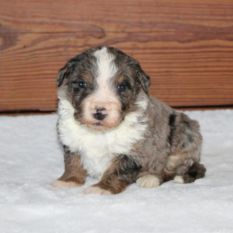 F1 Standard blue merle Bernedoodle male