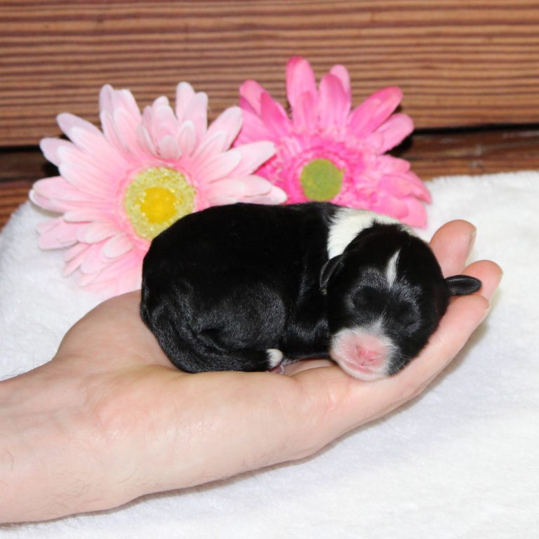 F1b Tiny micro-mini Bernedoodle female black tri-color