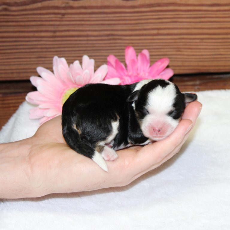 F1b Tiny Bernedoodle female black tri-color