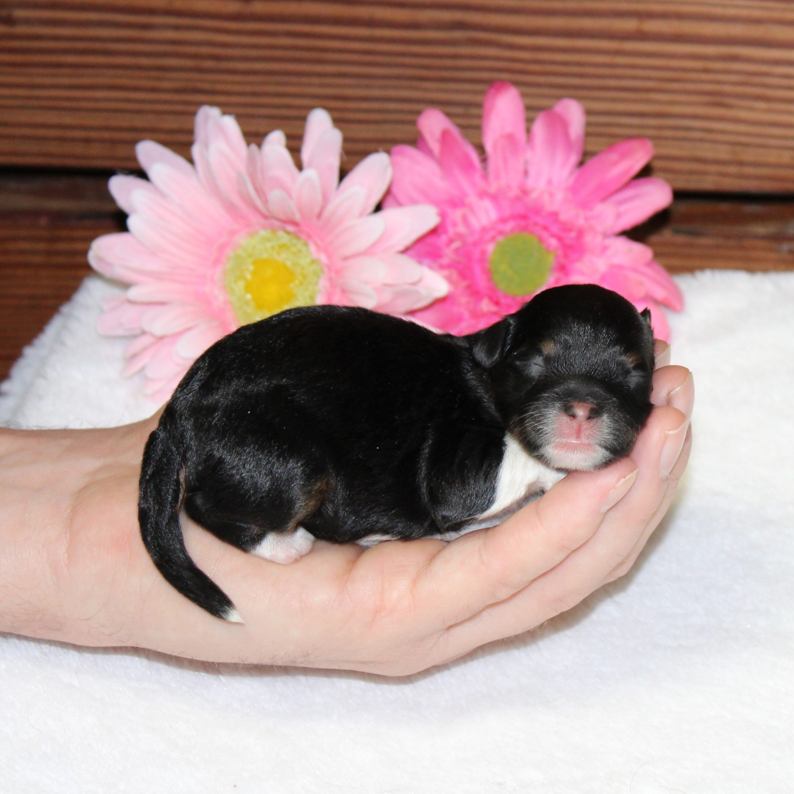 F1b Tiny Bernedoodle female black tri-color