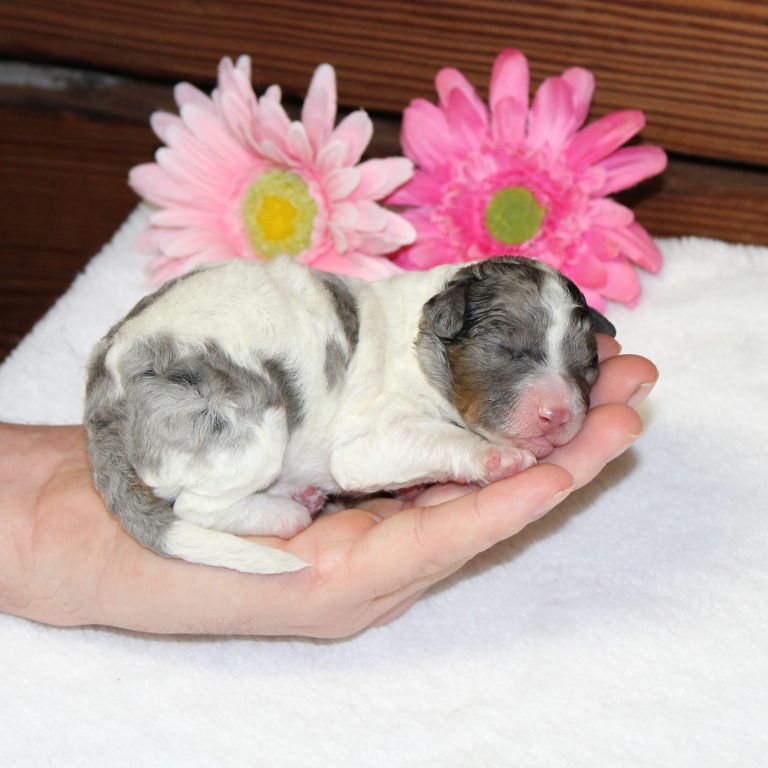 F1b Tiny Bernedoodle female blue merle tri-color