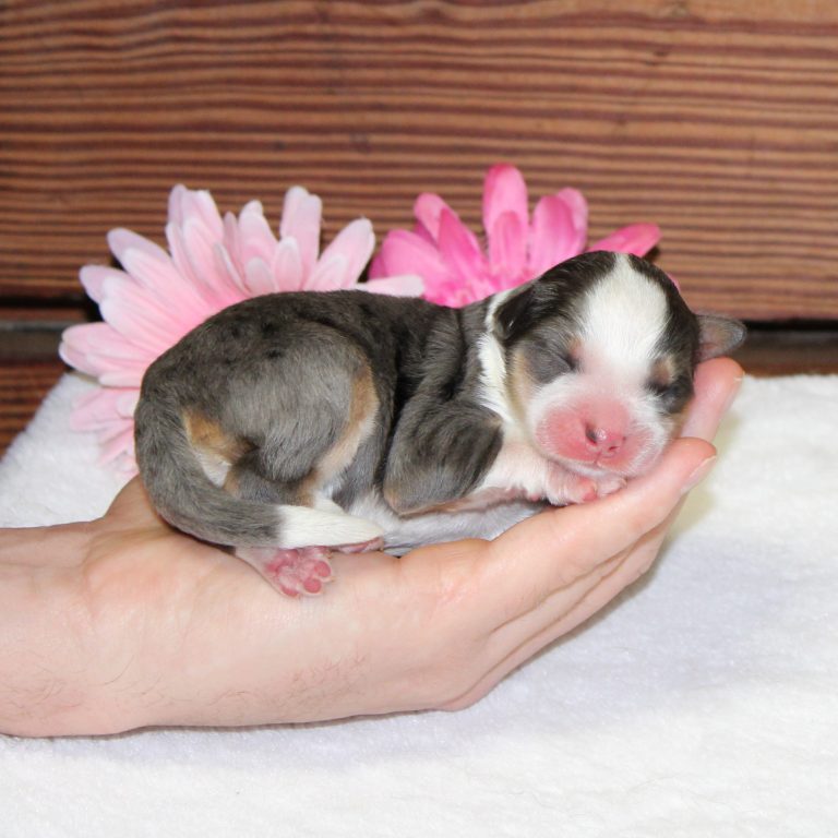 F1b Tiny Bernedoodle female blue merle tri-color