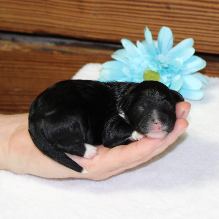 F1b Tiny micro-mini Bernedoodle male black tri-color