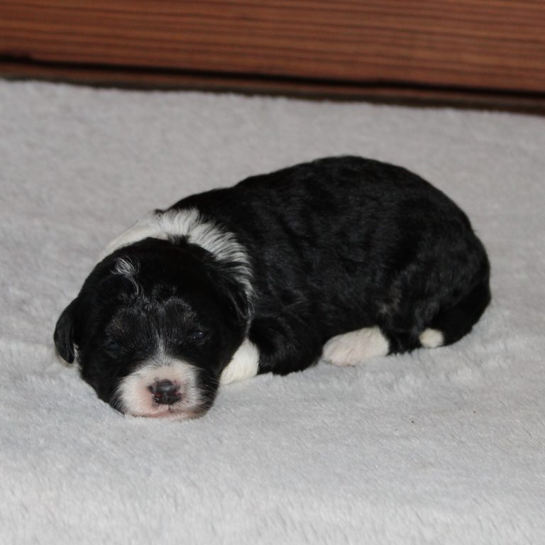 F1b Tiny micro-mini Bernedoodle female black tri-color