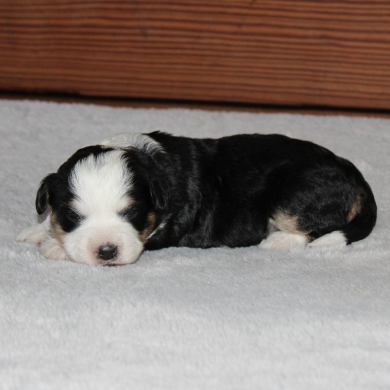 F1b Tiny micro-mini Bernedoodle female black tri-color