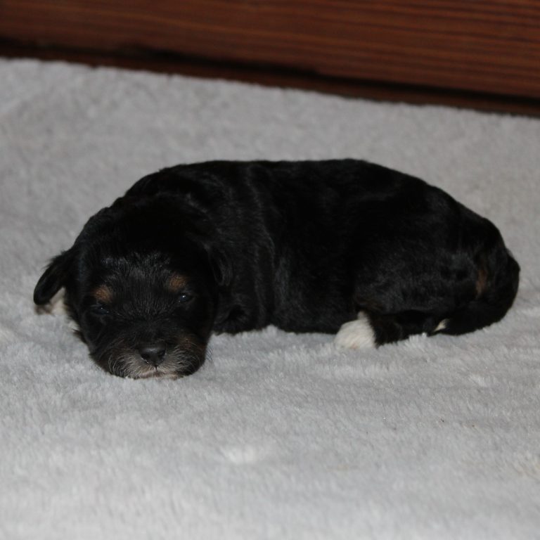F1b Tiny micro-mini Bernedoodle female black tri-color