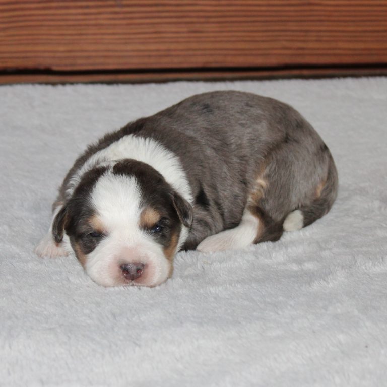 F1b Tiny Bernedoodle female blue merle tri-color