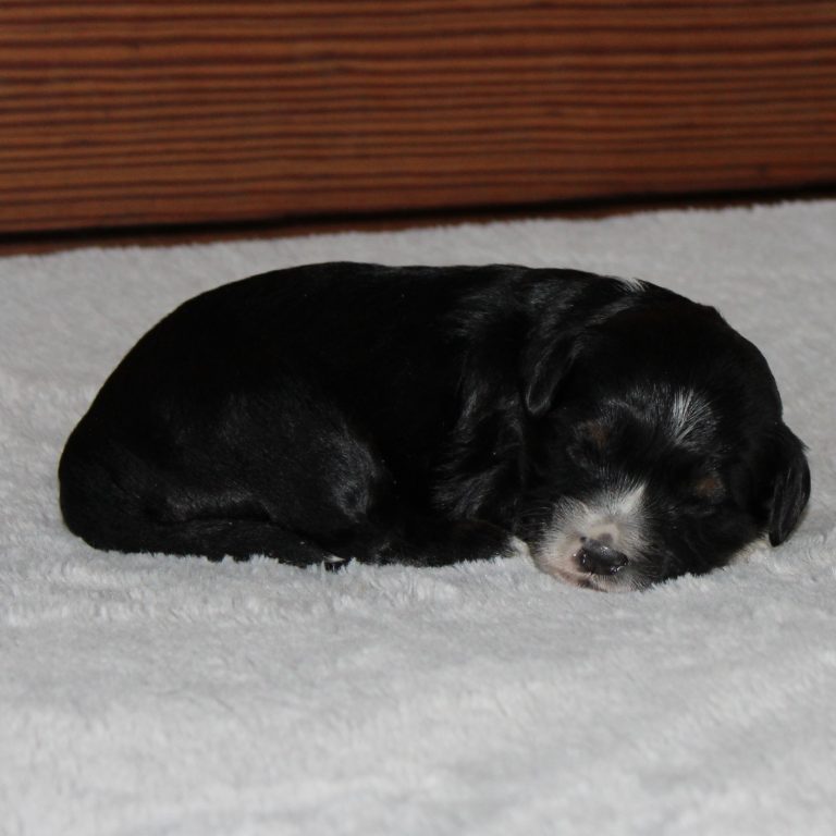 F1b Tiny micro-mini Bernedoodle male black tri-color