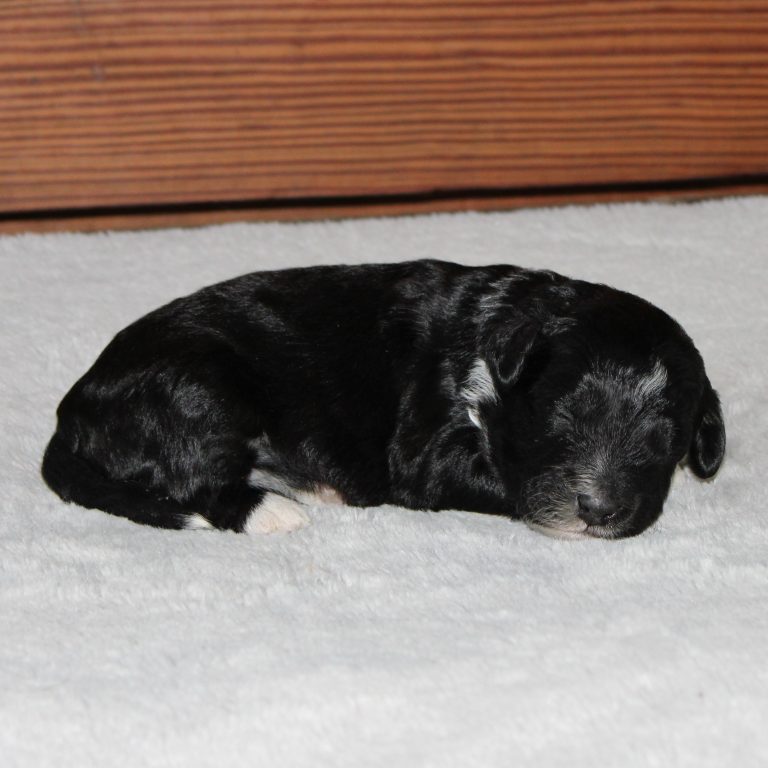 F1b Tiny micro-mini Bernedoodle male black tri-color