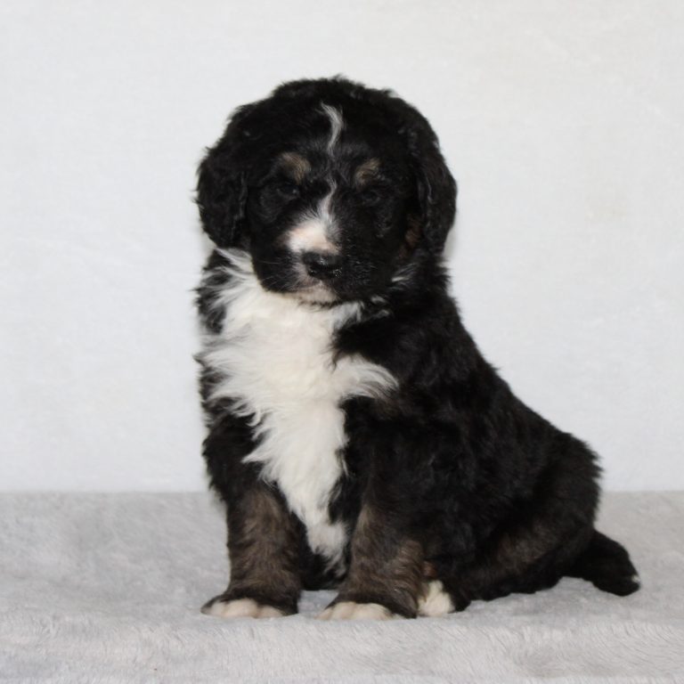 F1 black tri-color standard Bernedoodle male