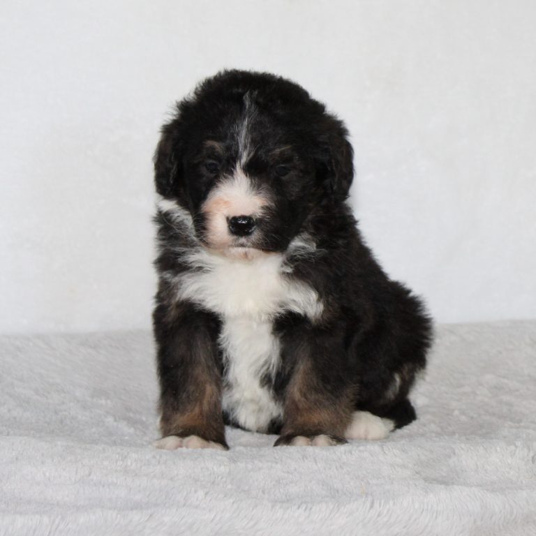 F1 black tri-color standard Bernedoodle male