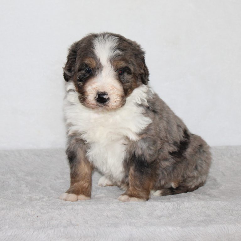F1 Standard blue merle Bernedoodle male